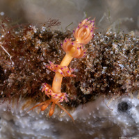 Facelinidae sp.2 (Facelinid sp.2)