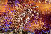 Zebrida adamsii (Zebra Urchin Crab)