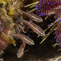 Ostorhinchus moluccensis (Moluccan Cardinalfish)