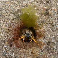 Haptosquilla stoliura (Blue Spot Mantis)