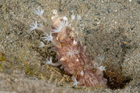 Cavernularia sp.1 (Cavernularia sp.1)