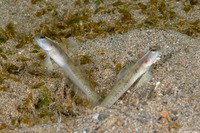 Vanderhorstia dorsomacula (Spangled Shrimpgoby)