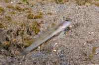 Vanderhorstia dorsomacula (Spangled Shrimpgoby)