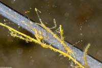 Caprella sp.1 (Skeleton Shrimp)