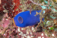 Clavelina coerulea (Clavelina Coerulea)