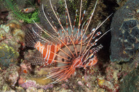 Pterois antennata (Spotfin Lionfish)