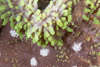 Eviota sebreei (Striped Dwarfgoby)