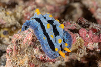 Phyllidia coelestis (Celestial Phyllidia)