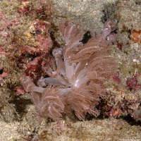 Clavularia sp.1 (Clavularia sp.1)