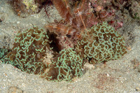 Fimbriaphyllia ancora (Anchor Coral)