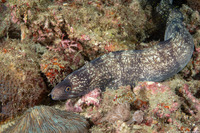 Gymnothorax enigmaticus (Enigmatic Moray)