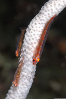 Bryaninops amplus (Large Whip Goby)