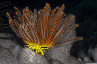 Anneissia bennetti (Bennett's Feather Star)