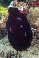 Pleurobranchus forskalii (Forsskal's Pleurobranch)