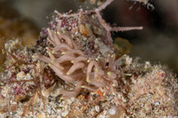 Phyllodesmium briareum (Yellow-Tipped Phyllodesmium)
