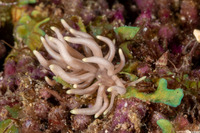 Phyllodesmium briareum (Yellow-Tipped Phyllodesmium)