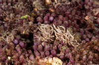 Phyllodesmium briareum (Yellow-Tipped Phyllodesmium)