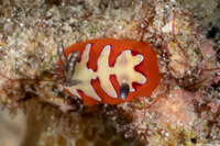 Goniobranchus fidelis (Creamy Chromodoris)