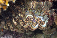 Tridacna squamosa (Fluted Giant Clam)