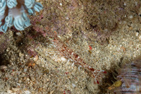 Metapenaeopsis sp.1 (Metapenaeopsis sp.1)