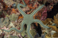 Ophiarachna incrassata (Stout Green Brittle Star)