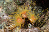 Tubastraea coccinea (Orange Cup Coral)