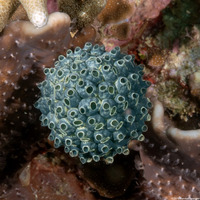 Nephtheis fascicularis (Nephtheis Fascicularis)