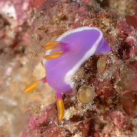 Hypselodoris apolegma (Robe Hem Hypselodoris)