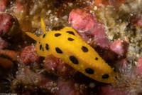 Phyllidia polkadotsa (Polka Dot Phyllidia)