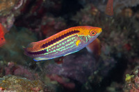 Cirrhilabrus lubbocki (Yellowback Fairy Wrasse)