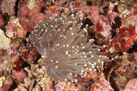 Euphyllia glabrescens (Euphyllia Glabrescens)