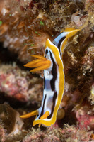 Chromodoris strigata (Streaked Chromodoris)