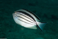 Genicanthus lamarck (Blackstriped Angelfish)