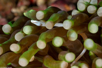 Siokunichthys nigrolineatus (Mushroom Coral Pipefish)