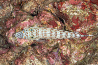Parapercis clathrata (Latticed Sandperch)