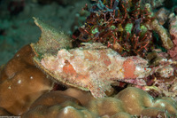 Scorpaenopsis diabolus (Devil Scorpionfish)