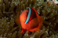Amphiprion frenatus (Tomato Anemonefish)