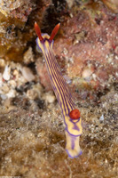 Hypselodoris maridadilus (Beautiful Hypselodoris)