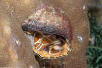 Thylacodes grandis (Grand Coral Worm Snail)