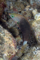 Halichoeres podostigma (Axilspot Wrasse)