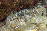 Salarias fasciatus (Jewelled Blenny)