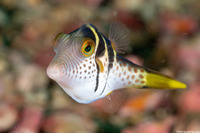 Canthigaster valentini (Black-Saddled Toby)