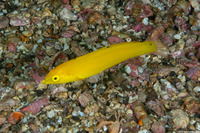 Halichoeres chrysus (Canary Wrasse)