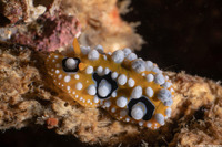 Phyllidia ocellata (Ocellated Phyllidia)