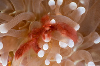 Oncinopus sp.1 (Orangutan Crab)