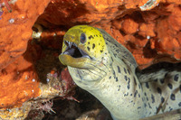 Gymnothorax fimbriatus (Fimbriated Moray)