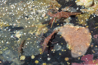 Rhynchocinetes durbanensis (Dancing Shrimp)