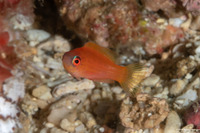 Paracheilinus carpenteri (Carpenter's Flasher)