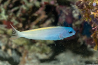 Meiacanthus atrodorsalis (Yellowtail Fangblenny)