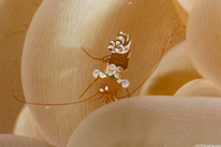 Thor amboinensis (Squat Shrimp)